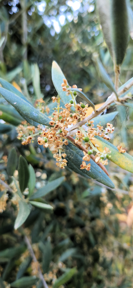 Fiore Olive flowers and new fruit