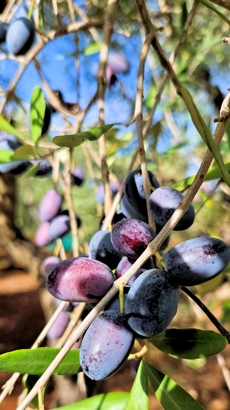 Ready for havest Ripening Olives